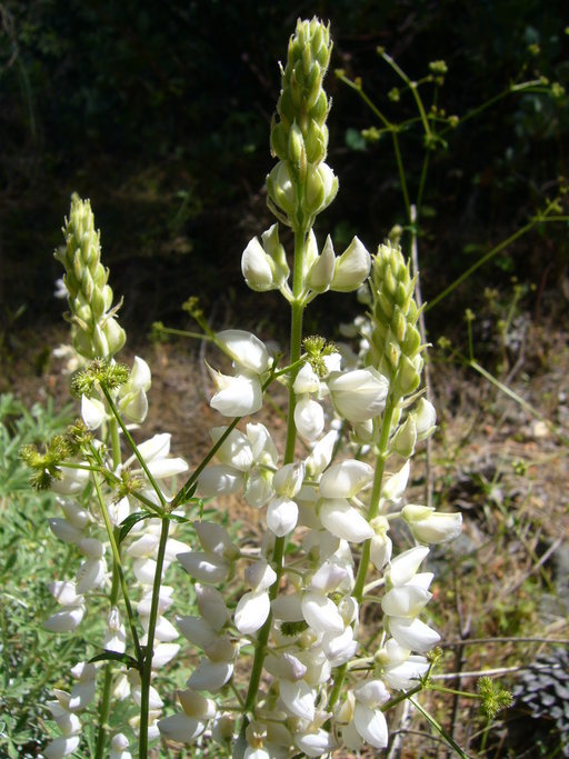 Image of silver lupine