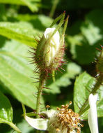 Image of California blackberry