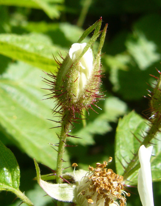 Слика од Rubus ursinus Cham. & Schltdl.