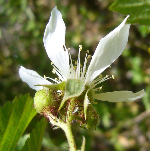 Image of California blackberry