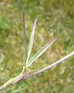 Image of Narrow Clover