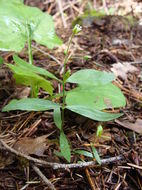 Слика од Moehringia macrophylla (Hook.) Fenzl