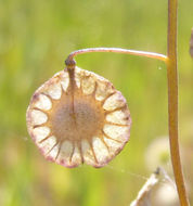 Image of ribbed fringepod