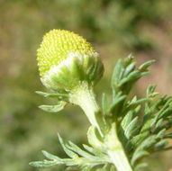 Image of disc mayweed