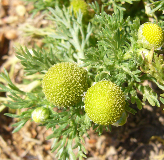 Image of disc mayweed