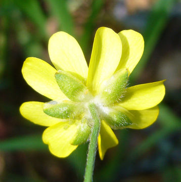 Image of California buttercup