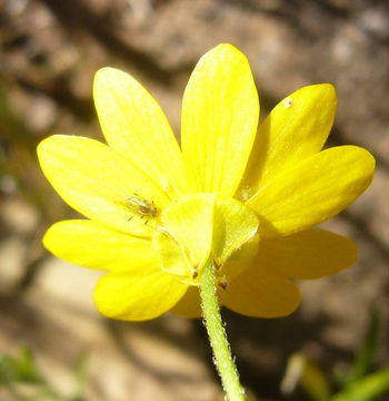 Image de Ranunculus californicus Benth.