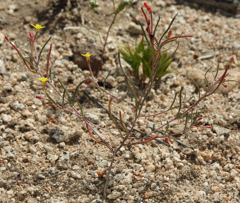 Image of little wiry suncup