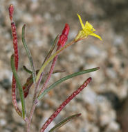 Image of little wiry suncup