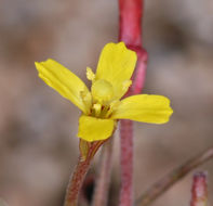 Image of little wiry suncup