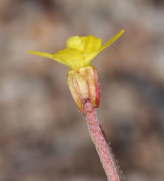 Image of little wiry suncup