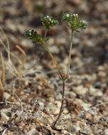 صورة <i>Cryptantha micrantha</i>