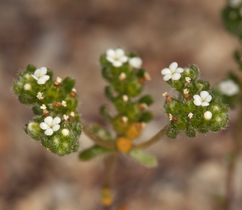 صورة <i>Cryptantha micrantha</i>