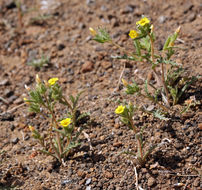 Image of Veatch's blazingstar