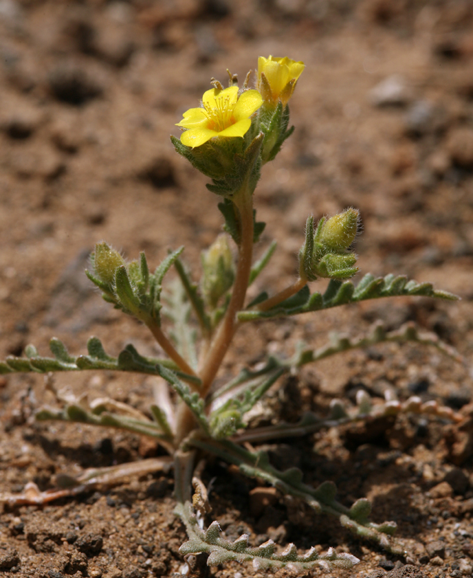 Image of Veatch's blazingstar