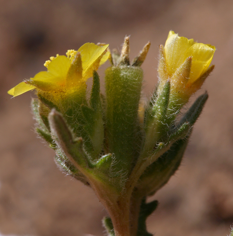 Image of Veatch's blazingstar