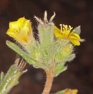 Image of Veatch's blazingstar