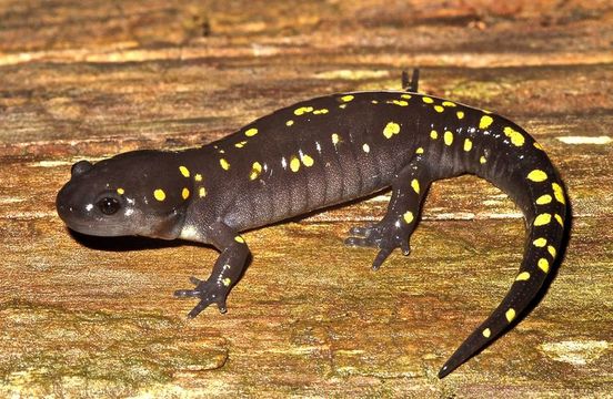 Image of Spotted Salamander