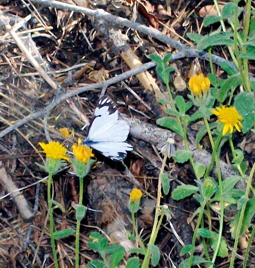 Plancia ëd Hulsea brevifolia A. Gray