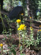 Plancia ëd Hulsea brevifolia A. Gray