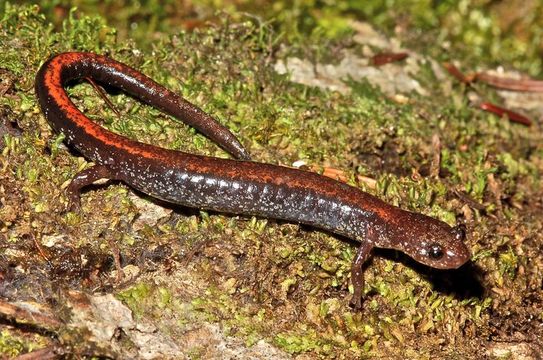 صورة Plethodon cinereus (Green 1818)