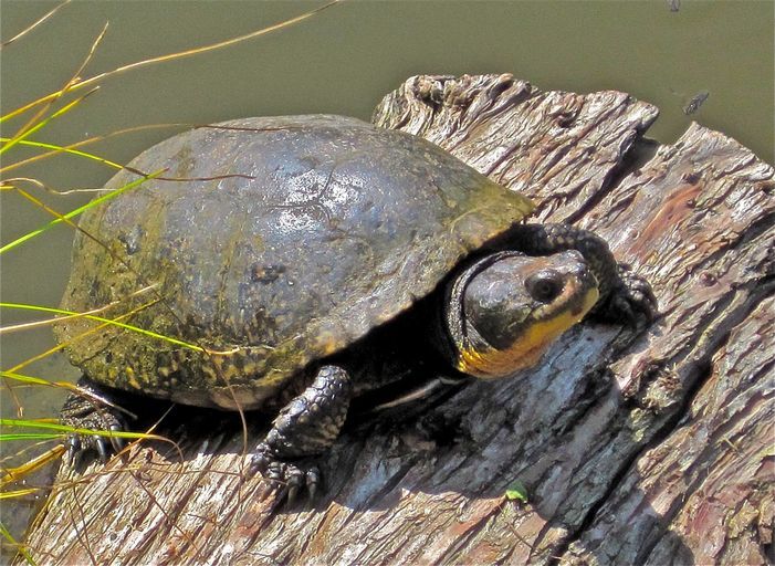 Image of Blanding's Turtle
