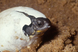 Image of Blanding's Turtle