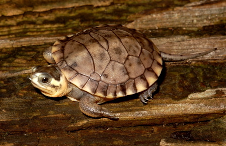 Image of Blanding's Turtle