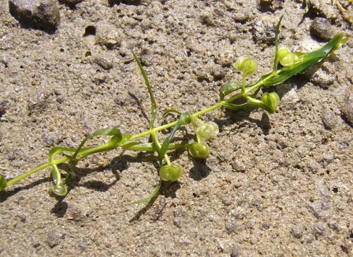 Image of Fassett's Water-Starwort