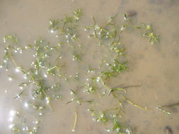 Image of Fassett's Water-Starwort