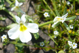 Image of Toothed Calico-Flower