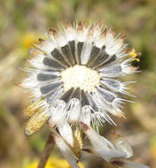 Слика од Layia chrysanthemoides (DC.) A. Gray