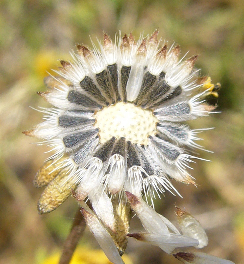 Слика од Layia chrysanthemoides (DC.) A. Gray