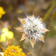 Lasthenia gracilis (DC.) Greene的圖片