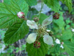 Слика од Rubus ursinus Cham. & Schltdl.