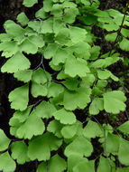 Adiantum jordanii Müll. Hal.的圖片