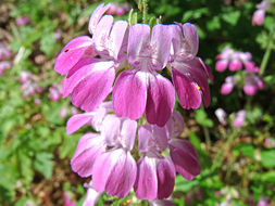 Image of purple Chinese houses