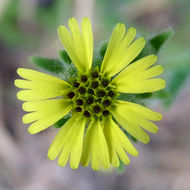 Слика од Madia gracilis (Sm.) Keck & J. Clausen ex Applegate