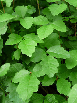 Image of Pacific poison oak