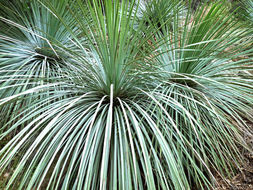 Image of chaparral yucca