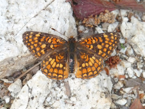 Image of Gabb's Checkerspot