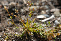 Image of annual pearlwort