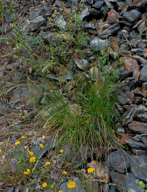 صورة Melica californica Scribn.