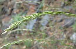 Image of California melicgrass