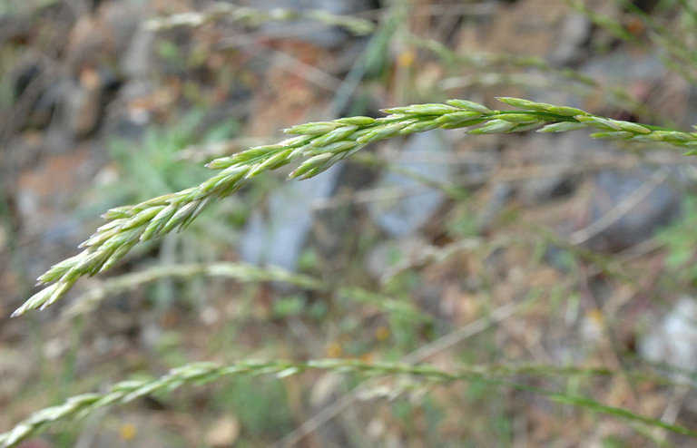 Image of California melicgrass