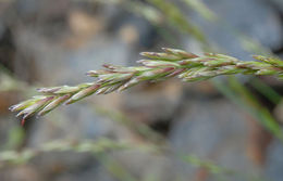 Image of California melicgrass