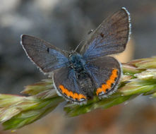 Plebejus lupini (Boisduval 1869) resmi