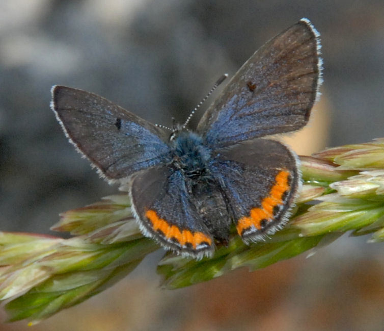 Lupine Blue Plebejus lupini (Boisduval, 1869)