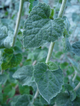 Image of California brickellbush