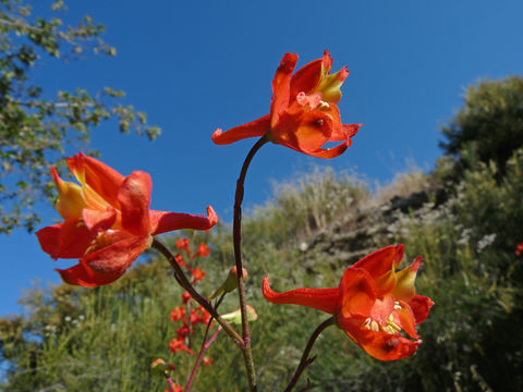 Image of scarlet larkspur